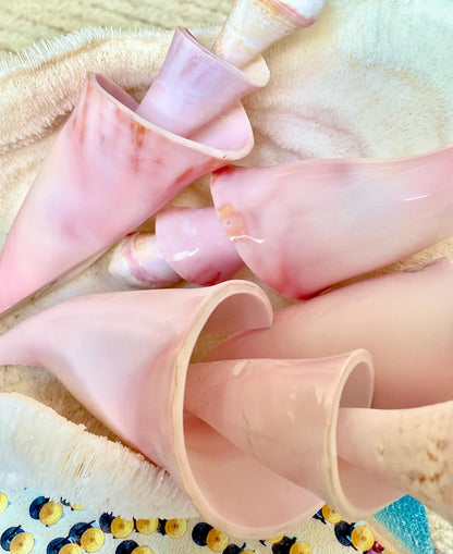 PINK SPIRAL CONCH Shell Center Cut 8-9" Natural Polished Display Seashell Coastal Home Décor