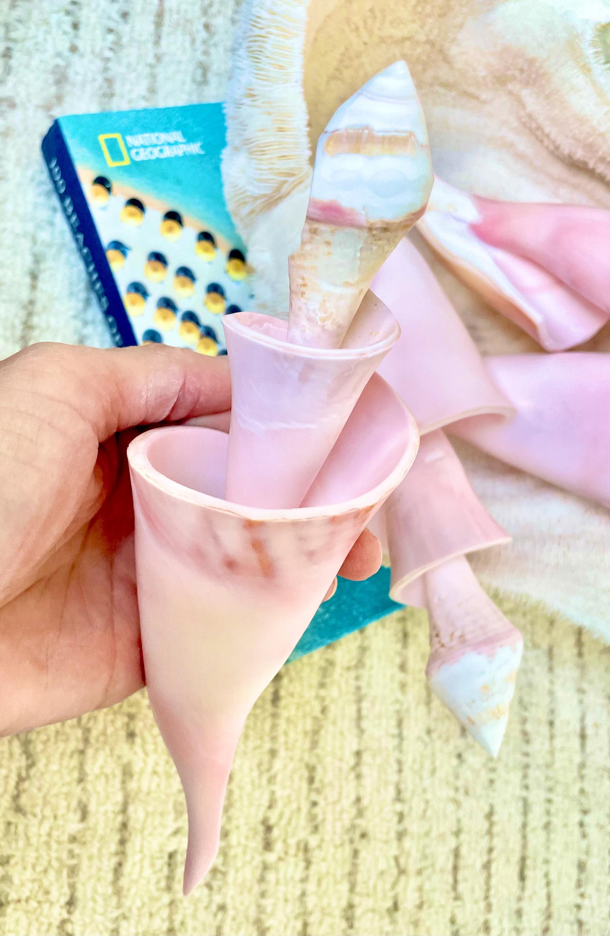 PINK SPIRAL CONCH Shell Center Cut 8-9" Natural Polished Display Seashell Coastal Home Décor