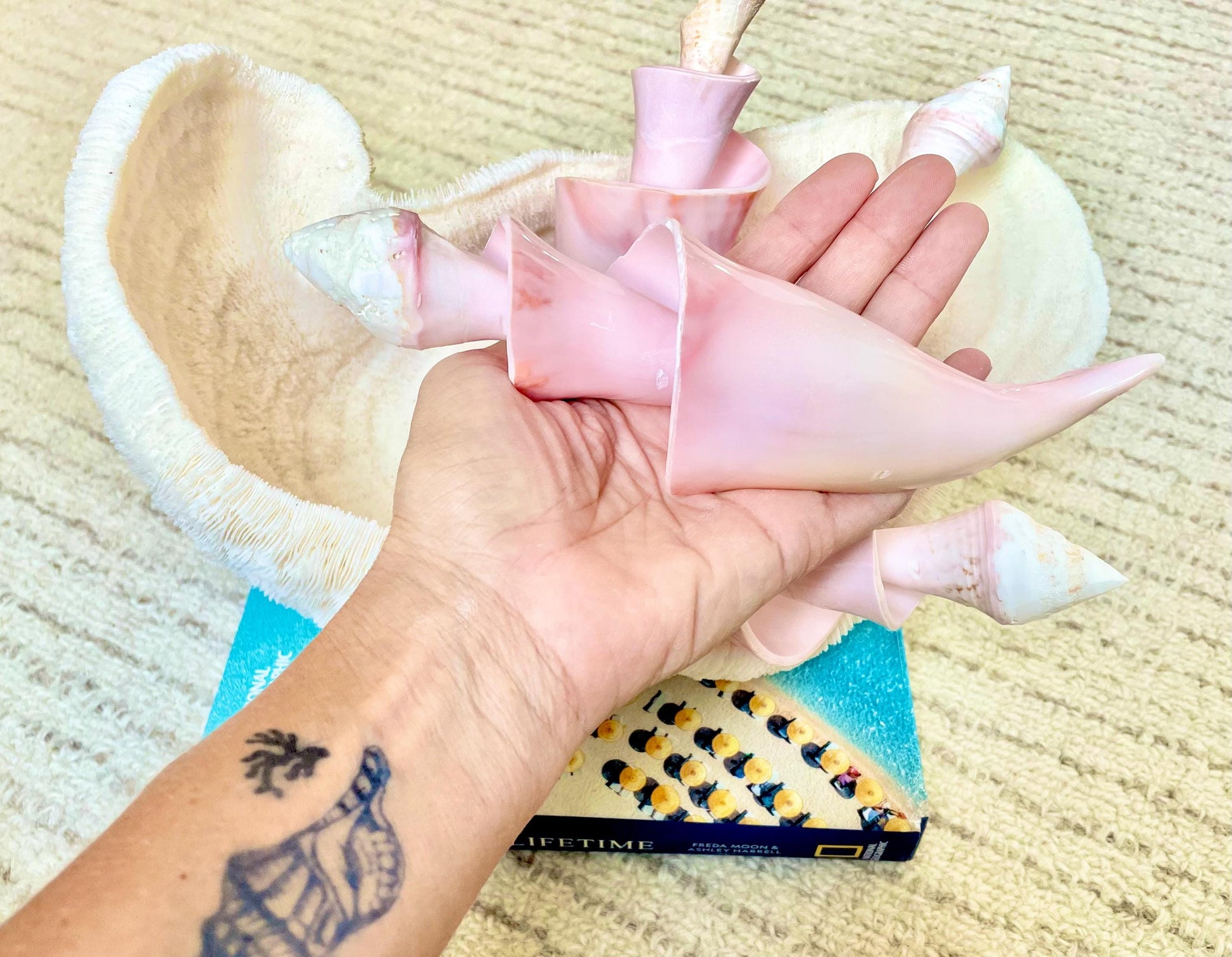 PINK SPIRAL CONCH Shell Center Cut 8-9" Natural Polished Display Seashell Coastal Home Décor