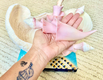PINK SPIRAL CONCH Shell Center Cut 8-9" Natural Polished Display Seashell Coastal Home Décor