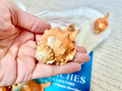 PEAR TRITON SHELL 3-4" Natural Orange Display Seashell Cymatium Pyrum Coastal Beach Décor