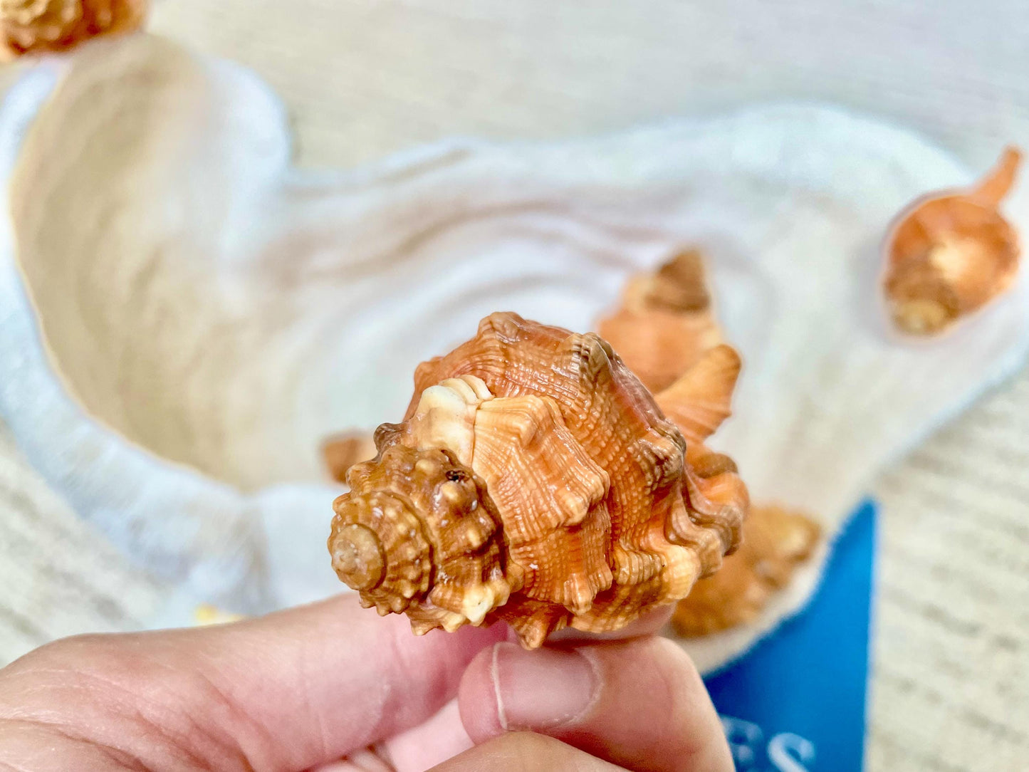 PEAR TRITON SHELL 3-4" Orange Display Seashell Coastal Beach Décor