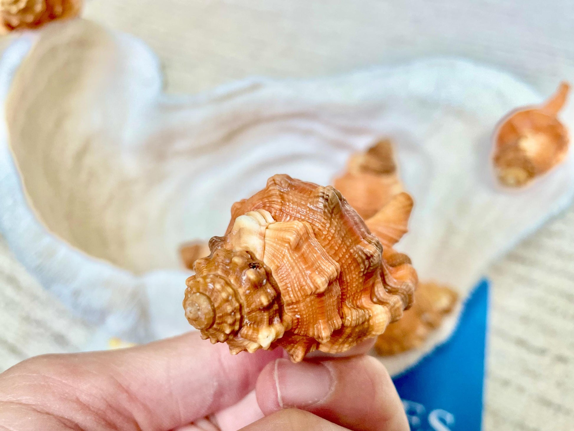 PEAR TRITON SHELL 3-4" Orange Display Seashell Coastal Beach Décor