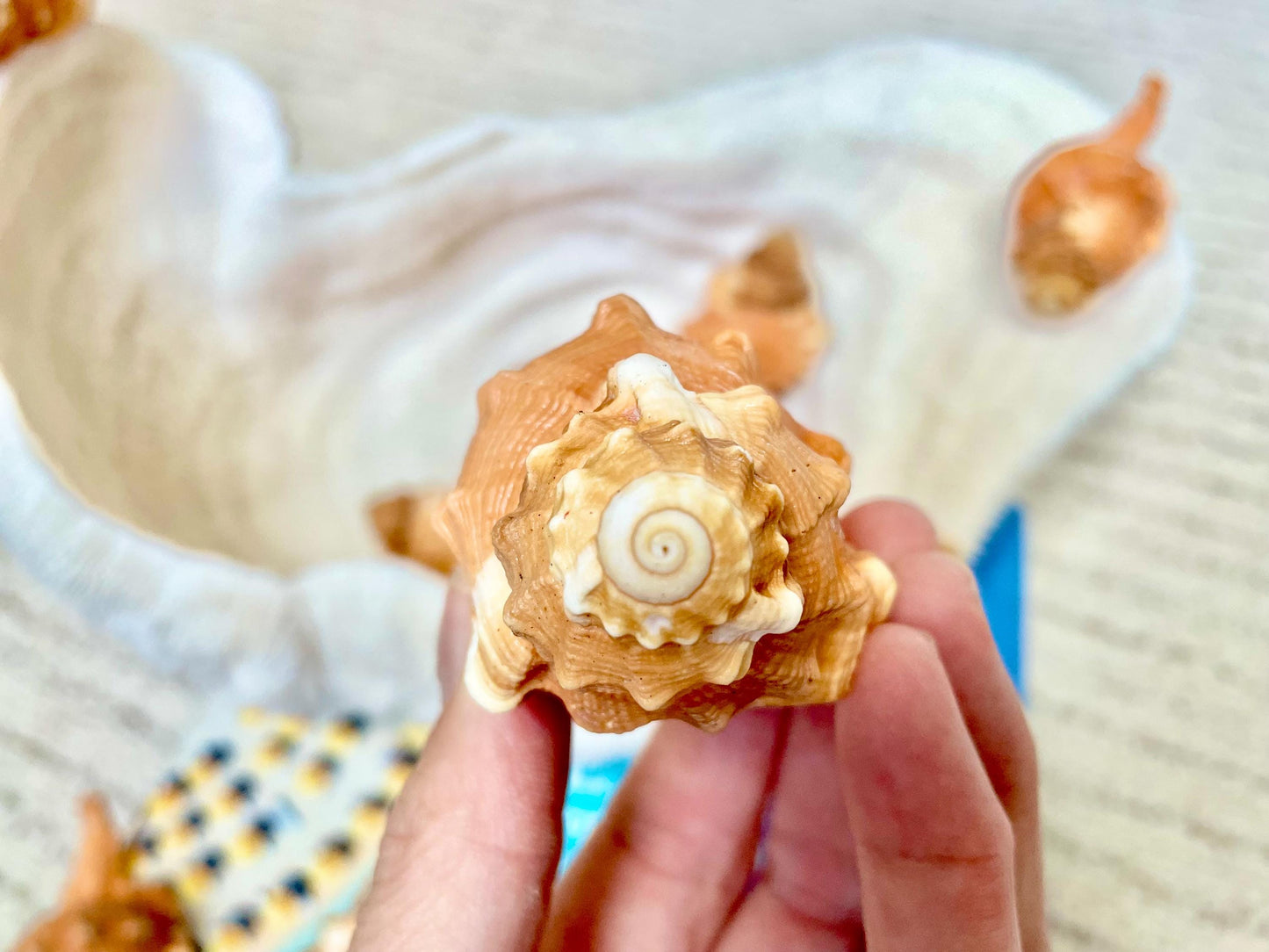 PEAR TRITON SHELL 3-4" Natural Orange Display Seashell Cymatium Pyrum Coastal Beach Décor