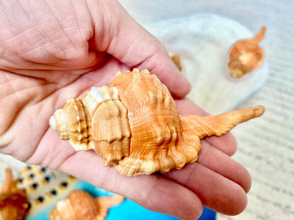 PEAR TRITON SHELL 3-4" Natural Orange Display Seashell Cymatium Pyrum Coastal Beach Décor