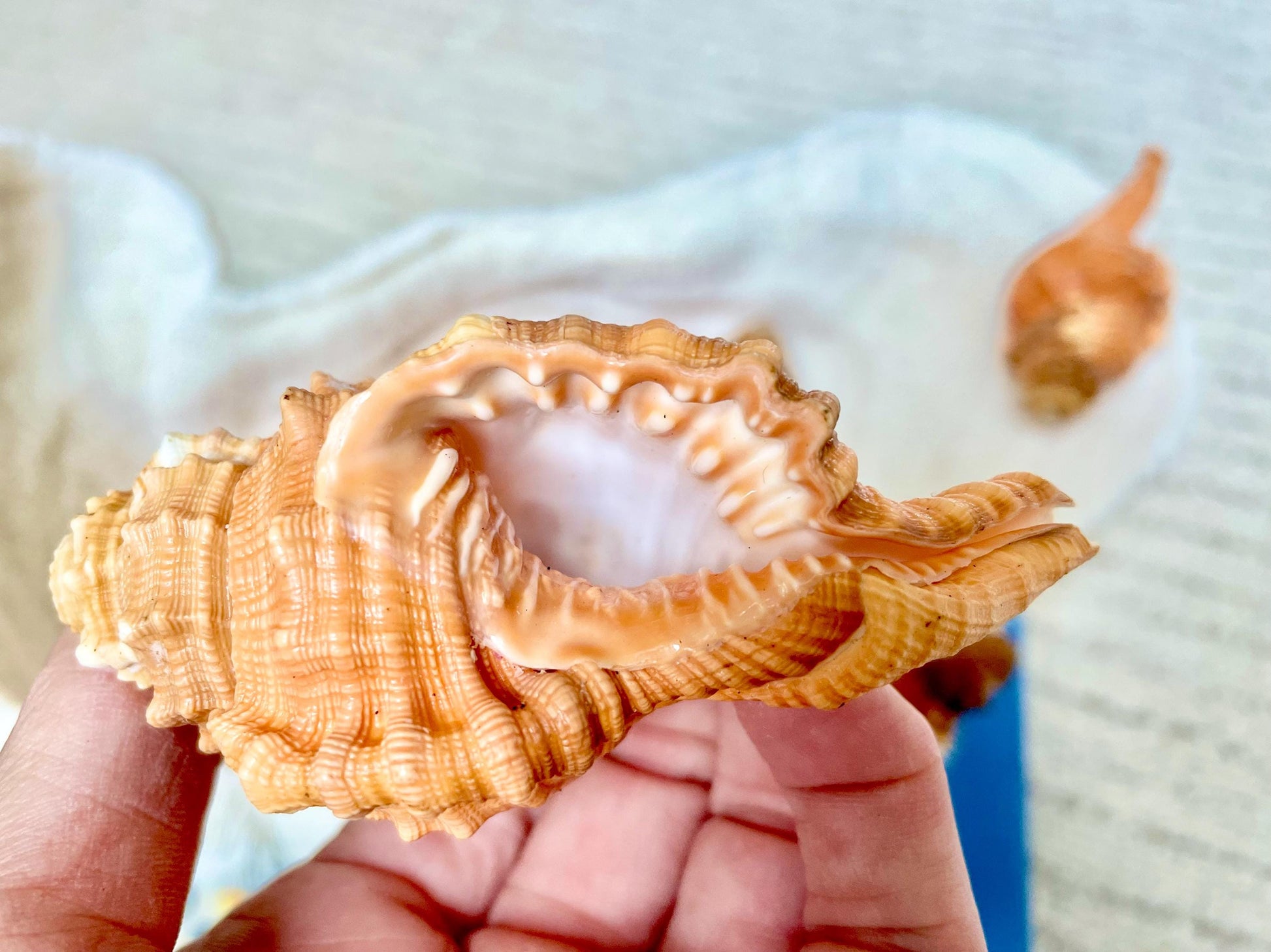 PEAR TRITON SHELL 3-4" Natural Orange Display Seashell Cymatium Pyrum Coastal Beach Décor