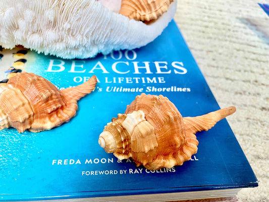 PEAR TRITON SHELL 3-4" Natural Orange Display Seashell Cymatium Pyrum Coastal Beach Décor