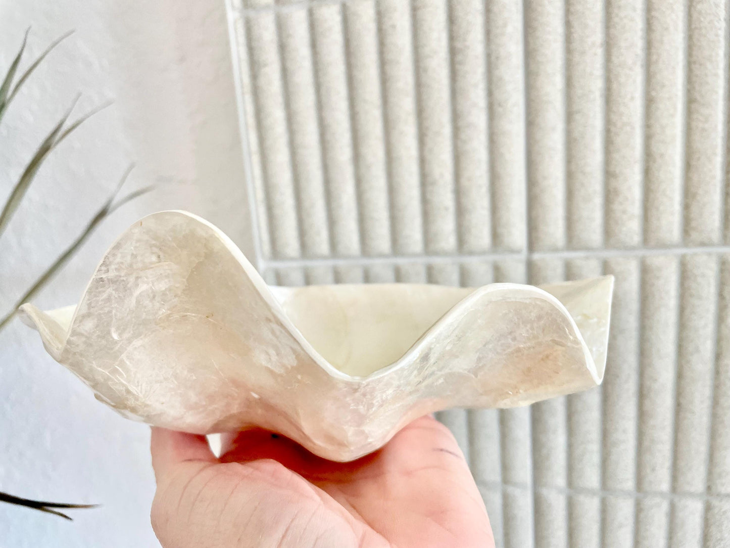 CAPIZ SHELL BOWL 8x5.5x3" Clam Shaped Seashell Natural Cream Ivory Coastal Home Décor