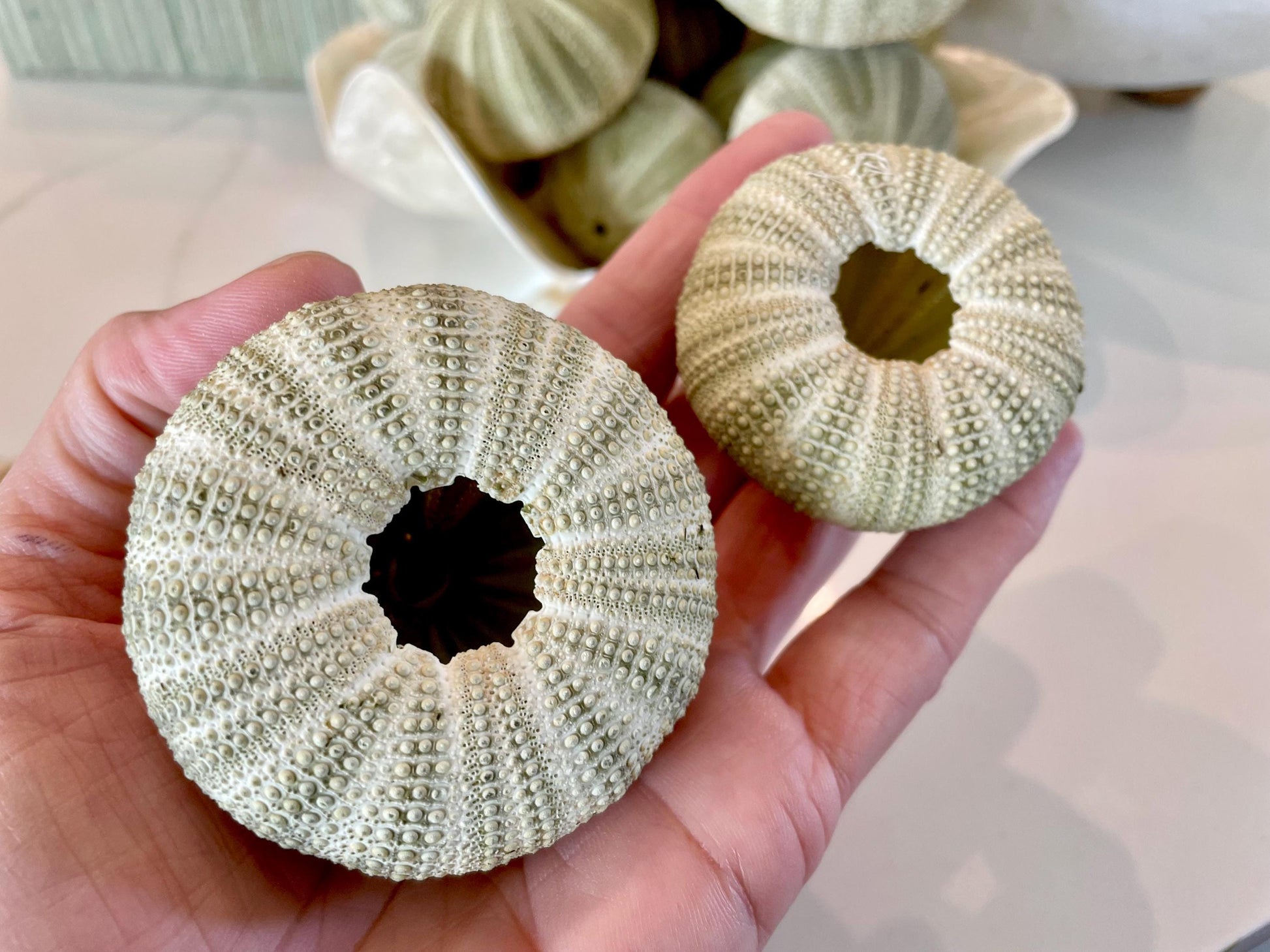 GREEN SEA URCHIN Shells * You Choose Quantity* 1.75-2.25" Natural Small Craft Seashells Sea Life