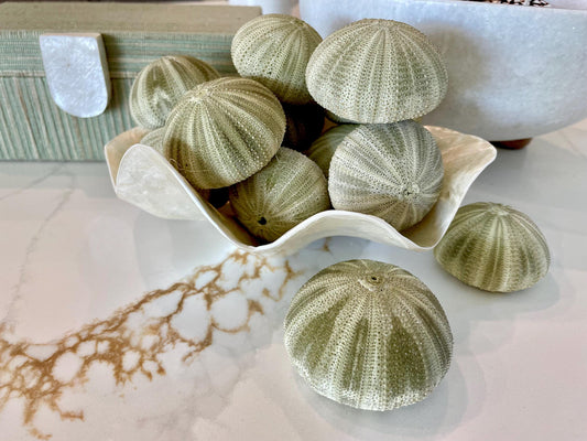 GREEN SEA URCHIN Shells 1.75-2.25" *You Choose Quantity*Natural Small Craft Seashells Sea Life