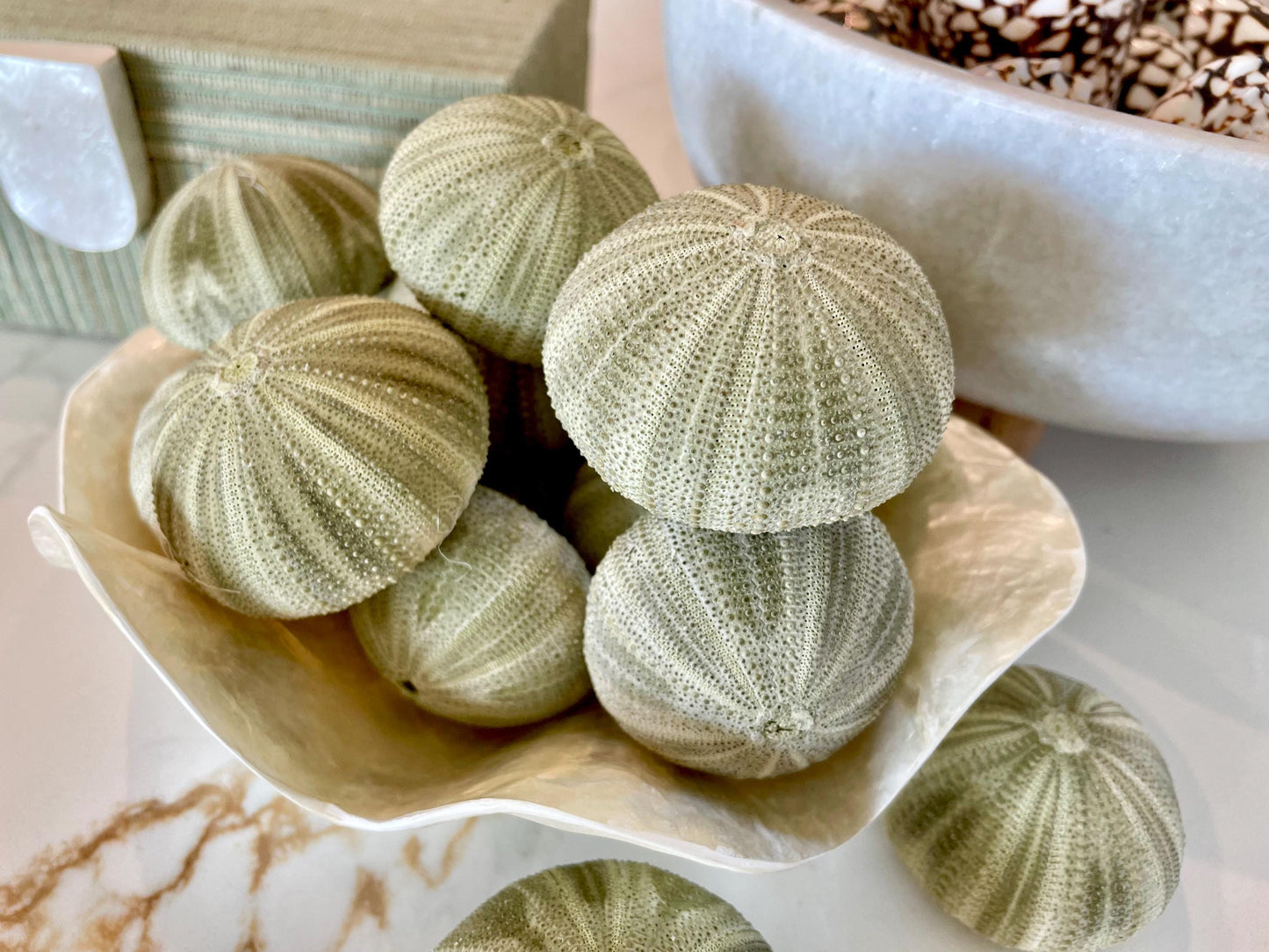GREEN SEA URCHIN Shells * You Choose Quantity* 1.75-2.25" Natural Small Craft Seashells Sea Life