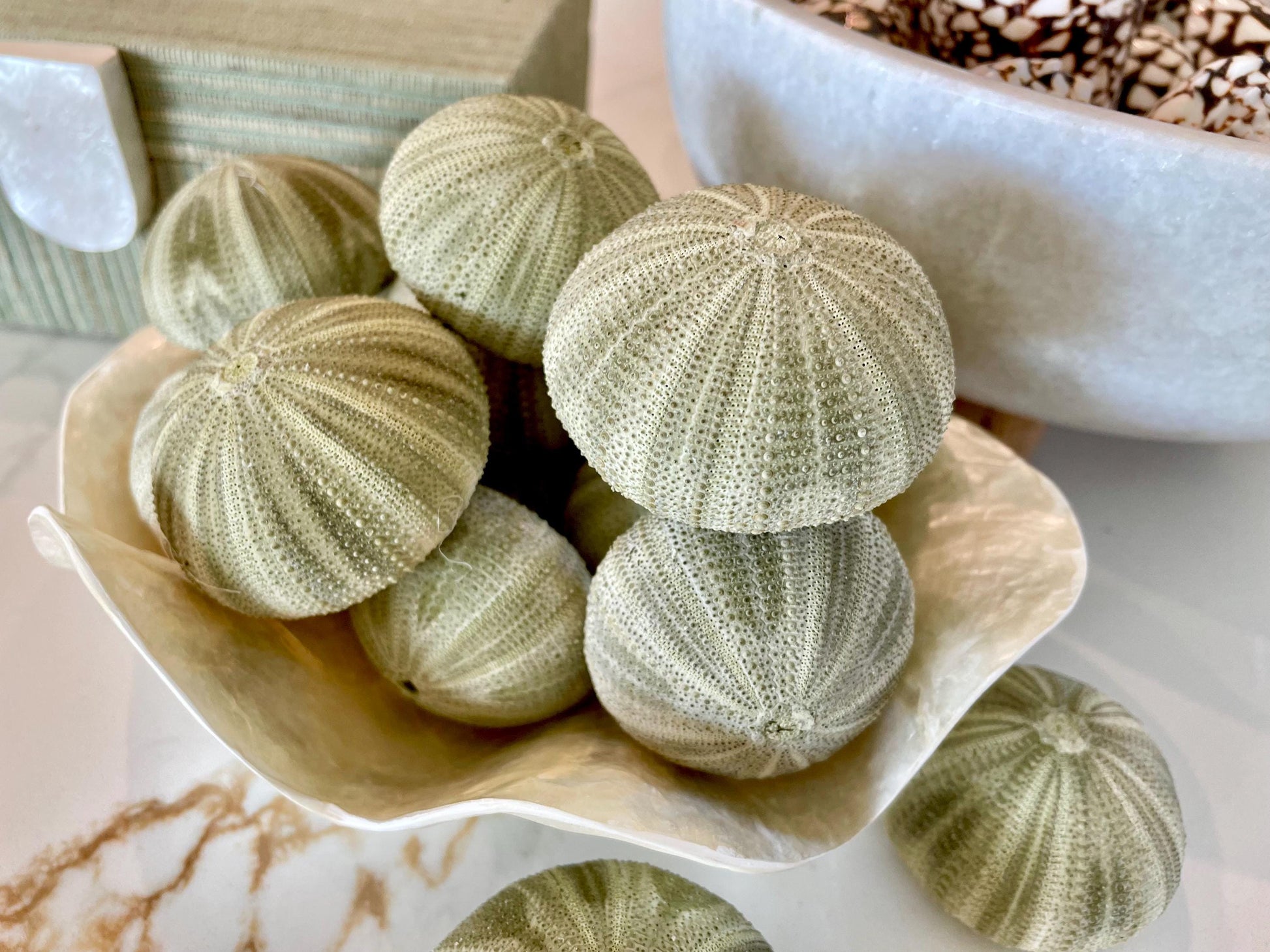 GREEN SEA URCHIN Shells * You Choose Quantity* 1.75-2.25" Natural Small Craft Seashells Sea Life