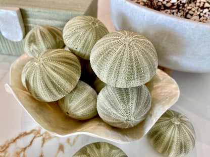 GREEN SEA URCHIN Shells * You Choose Quantity* 1.75-2.25" Natural Small Craft Seashells Sea Life