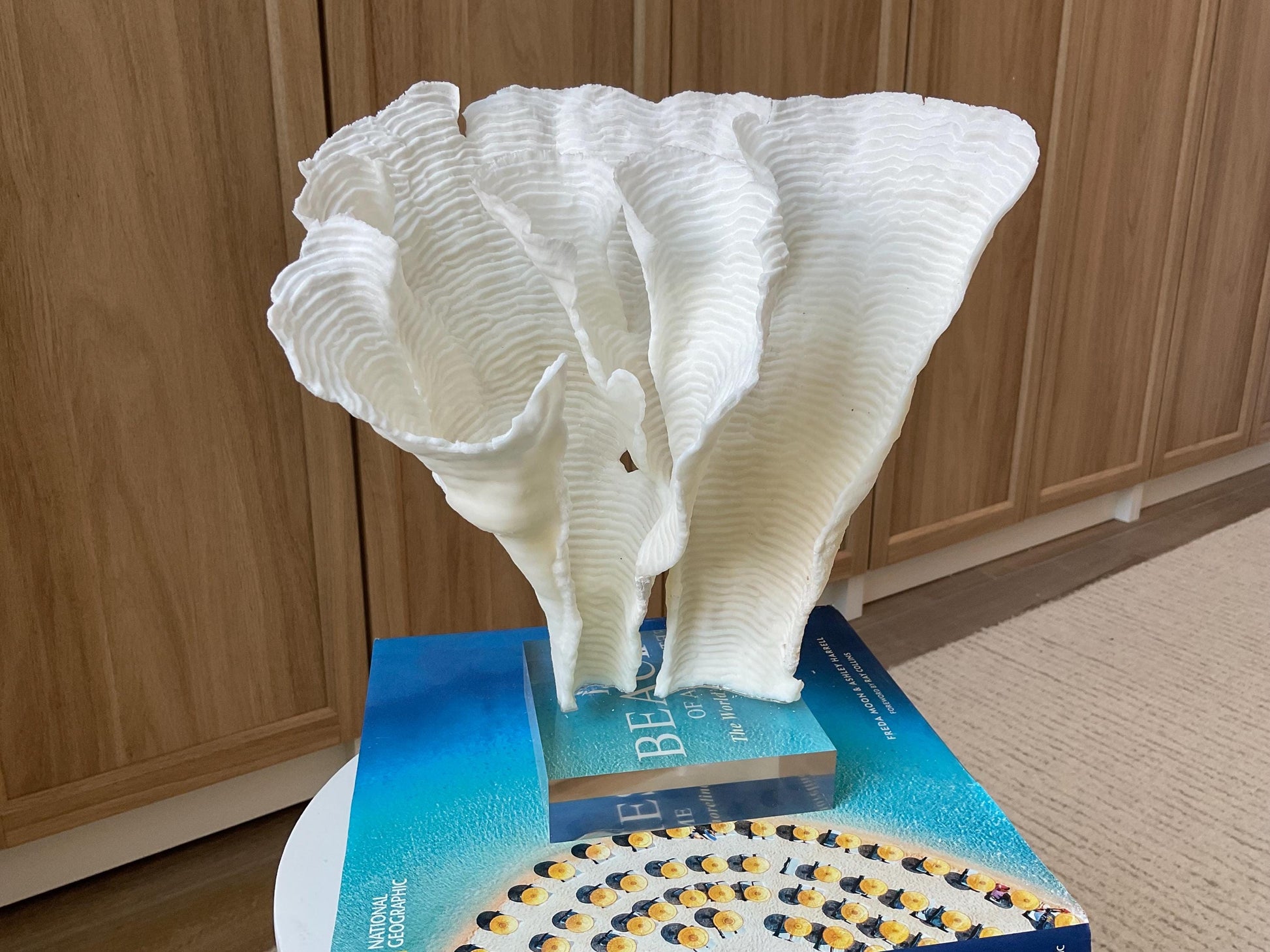 Mounted 11" Natural CUP RUGOSA CORAL Fossil Lucite Display Specimen Sculpture Ocean Art Decorative Coastal Beach Home Décor Wedding Gift