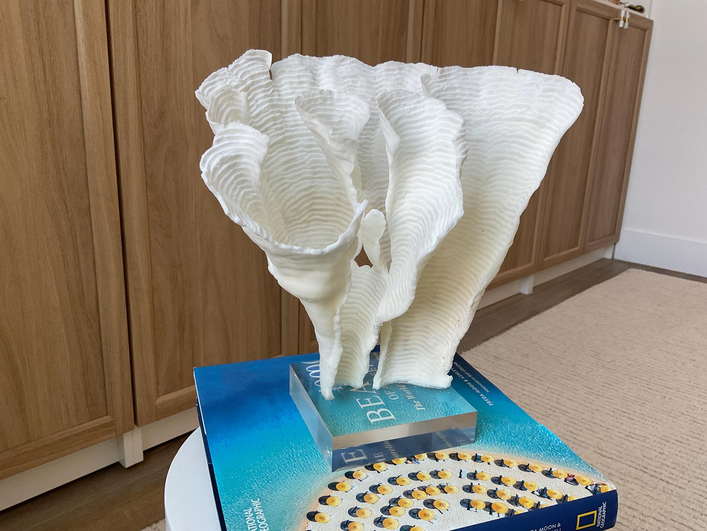 Mounted 11" Natural CUP RUGOSA CORAL Fossil Lucite Display Specimen Sculpture Ocean Art Decorative Coastal Beach Home Décor Wedding Gift