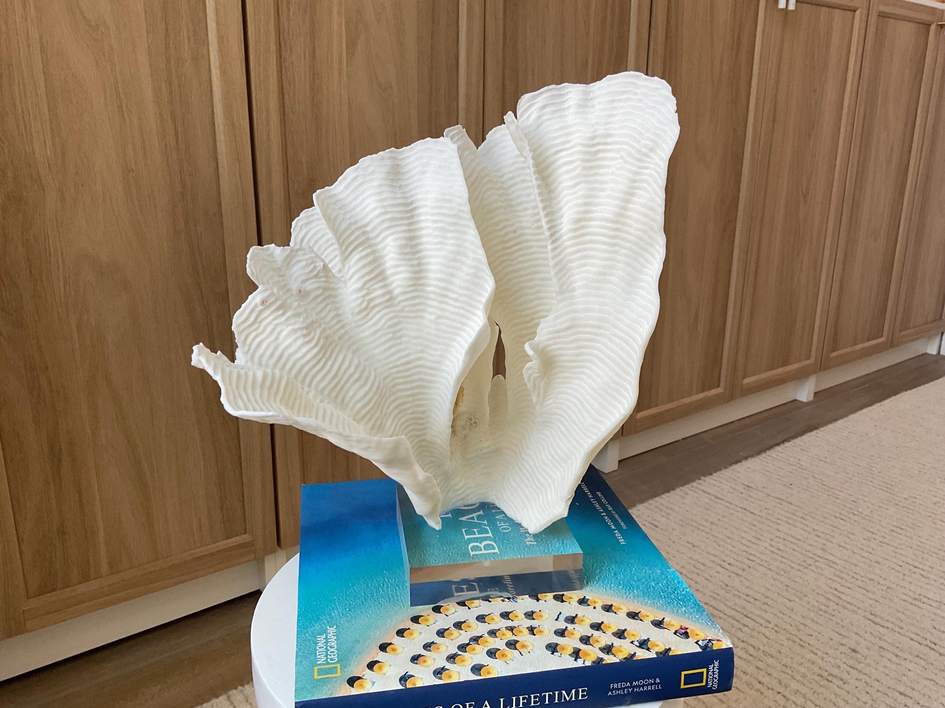 Mounted 12.5" Natural CUP RUGOSA CORAL Fossil Lucite Display Specimen Sculpture Ocean Art Decorative Coastal Beach Home Décor Wedding Gift