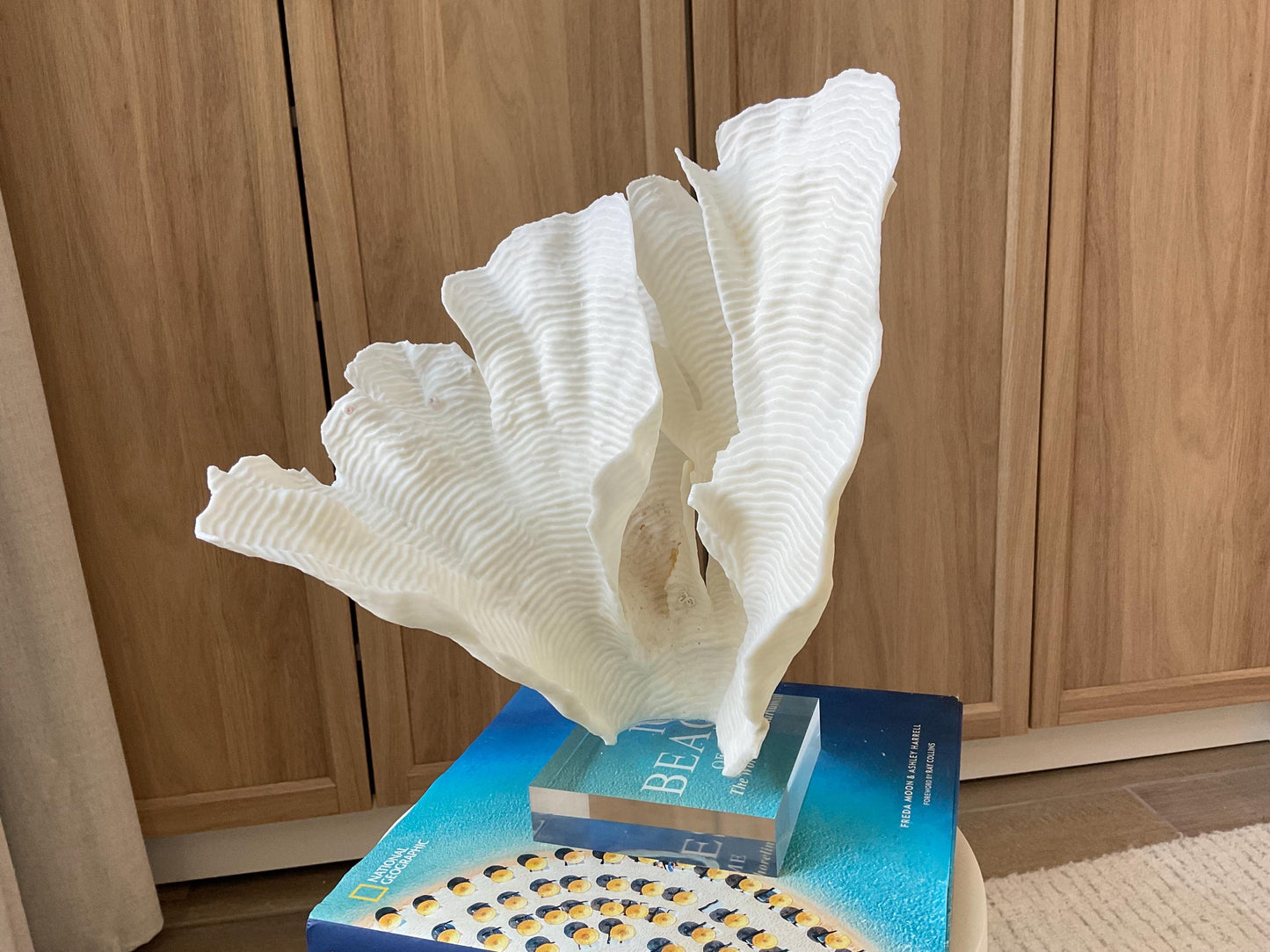 Mounted 12.5" Natural CUP RUGOSA CORAL Fossil Lucite Display Specimen Sculpture Ocean Art Decorative Coastal Beach Home Décor Wedding Gift