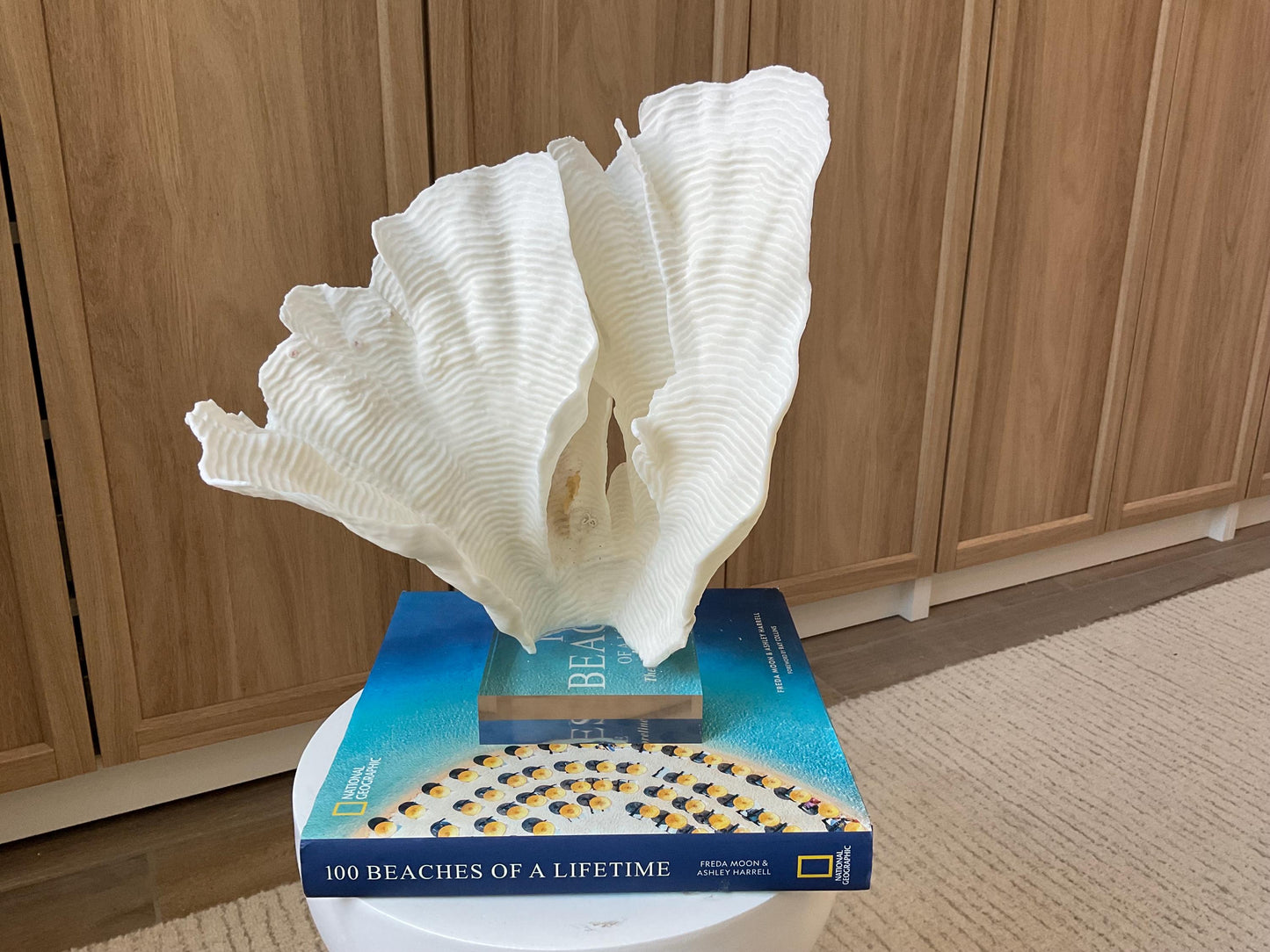 Mounted 12.5" Natural CUP RUGOSA CORAL Fossil Lucite Display Specimen Sculpture Ocean Art Decorative Coastal Beach Home Décor Wedding Gift