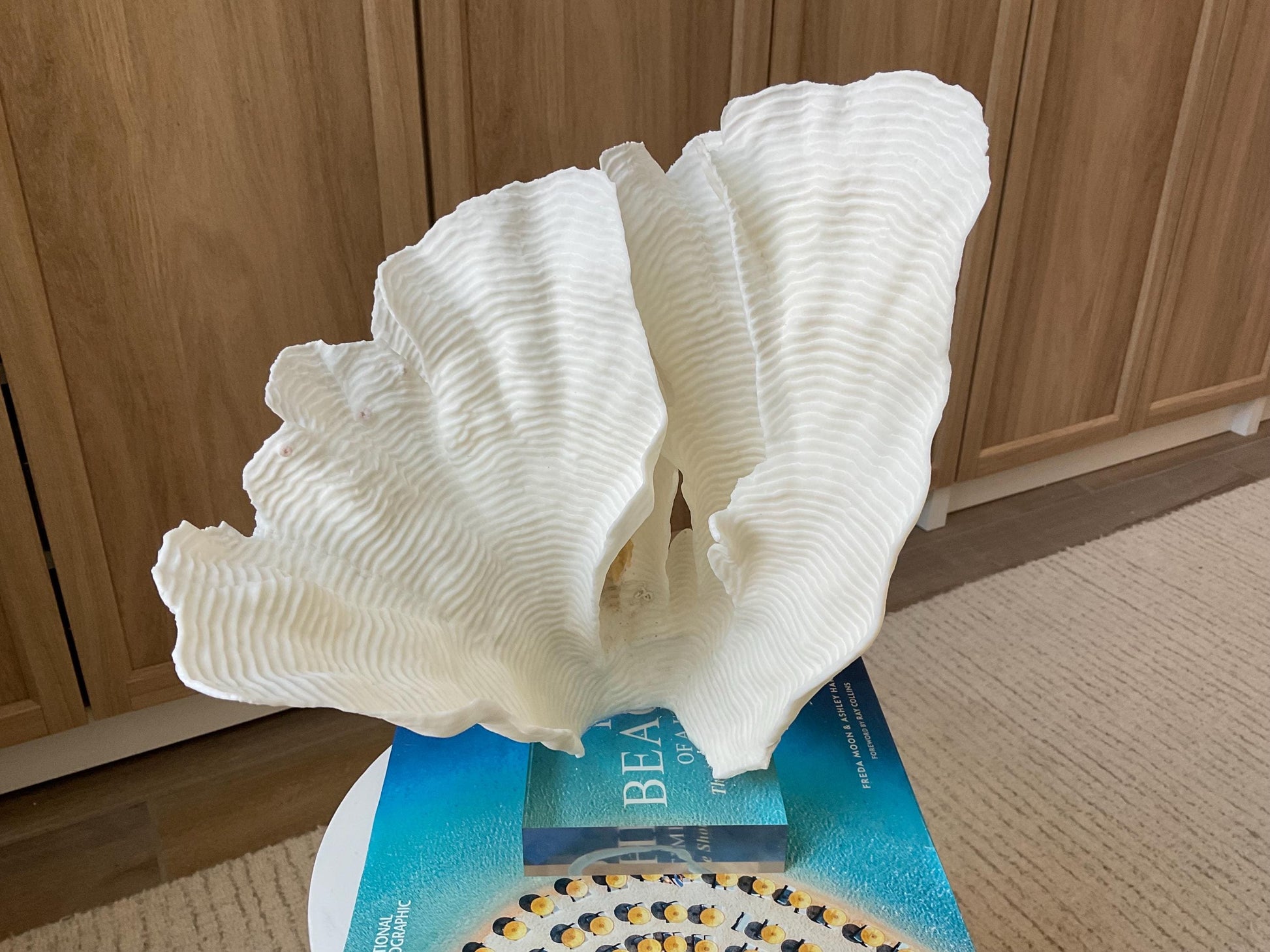 Mounted 12.5" Natural CUP RUGOSA CORAL Fossil Lucite Display Specimen Sculpture Ocean Art Decorative Coastal Beach Home Décor Wedding Gift