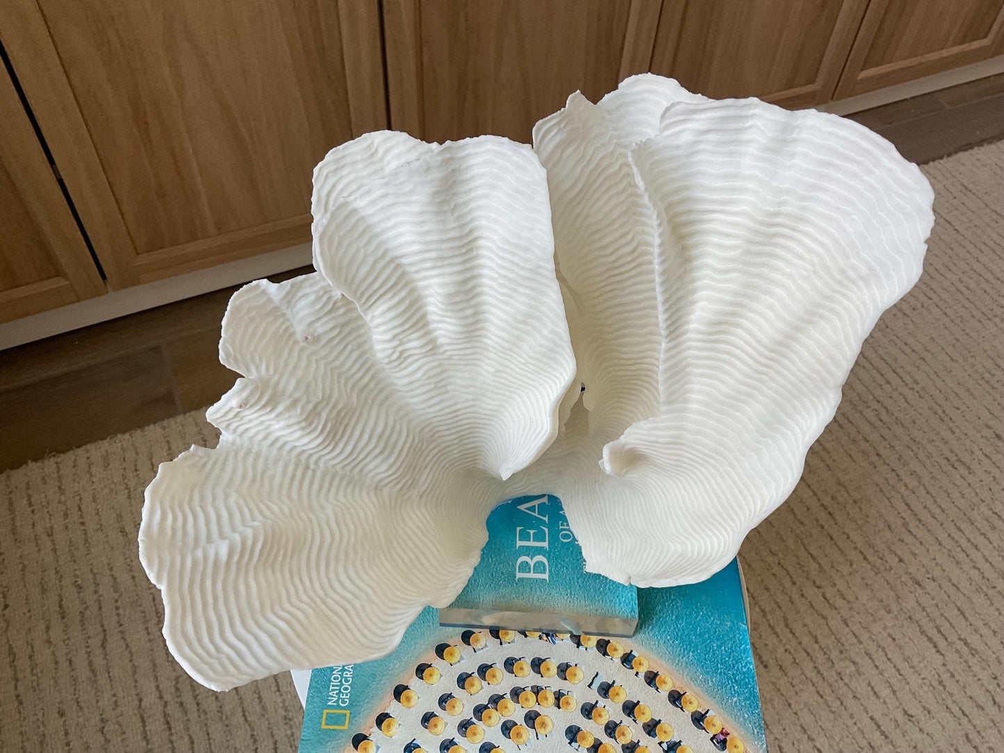 Mounted 12.5" Natural CUP RUGOSA CORAL Fossil Lucite Display Specimen Sculpture Ocean Art Decorative Coastal Beach Home Décor Wedding Gift