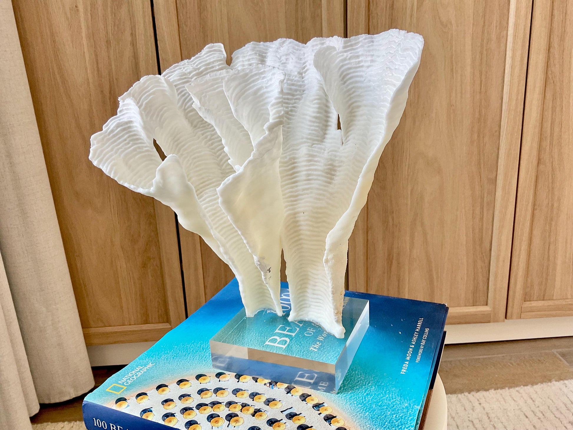 Mounted 11" Natural CUP RUGOSA CORAL Fossil Lucite Display Specimen Sculpture Ocean Art Decorative Coastal Beach Home Décor Wedding Gift