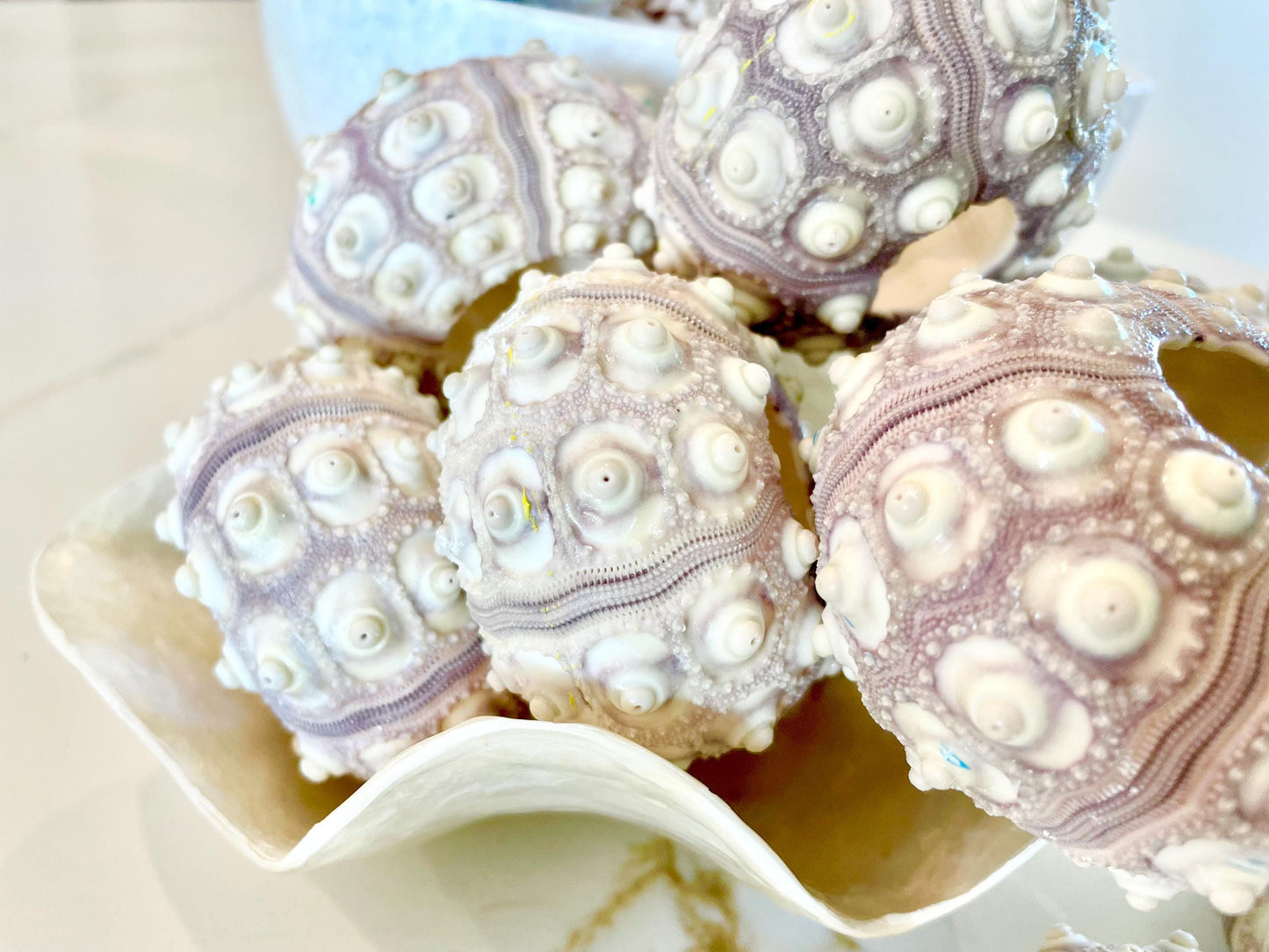 Sputnik Sea Urchin Shells 2-3" | Natural Purple White Coastal Decor