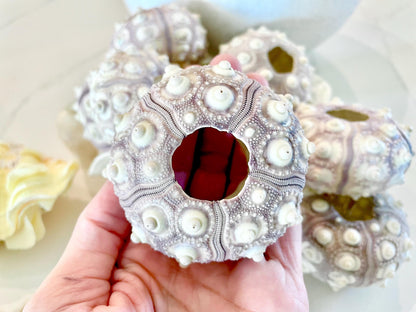 SPUTNIK SEA URCHIN Shells * You Choose Quantity* 2-3" Natural Purple White Small Craft Seashells Sea Life