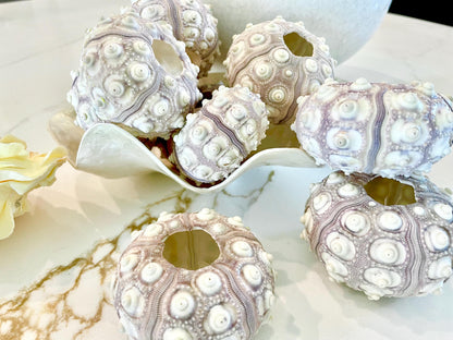 Sputnik Sea Urchin Shells 2-3" | Natural Purple White Coastal Decor