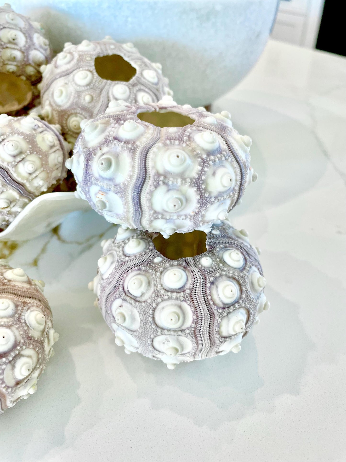 SPUTNIK SEA URCHIN Shells * You Choose Quantity* 2-3" Natural Purple White Small Craft Seashells Sea Life