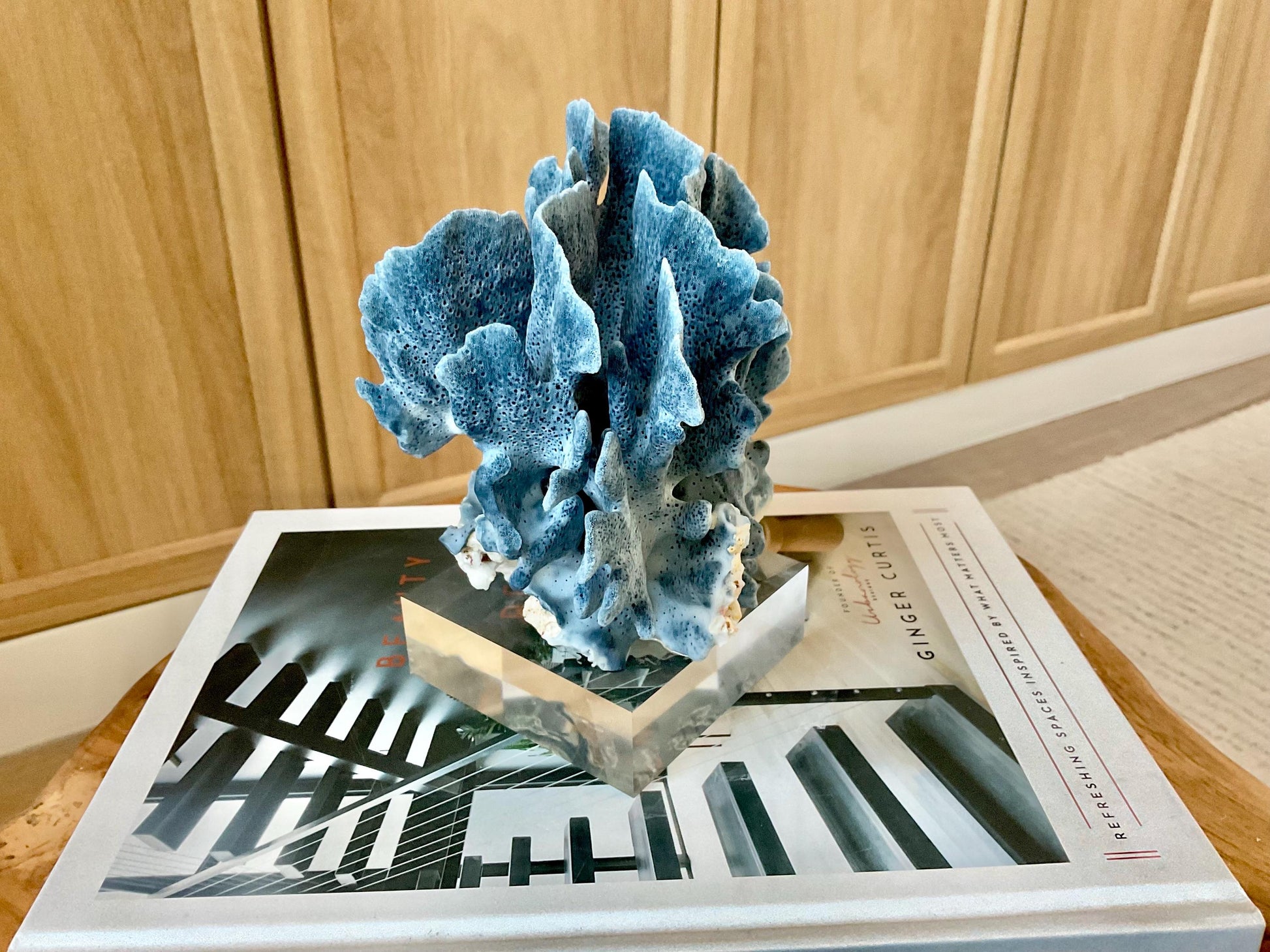 Genuine 100% Natural 6” Tall BLUE RIDGE CORAL Acrylic Mounted Ocean Reef Coastal Beach Décor Nautical Gift Real Ocean Treasure