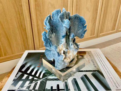Genuine 100% Natural 6” Tall BLUE RIDGE CORAL Acrylic Mounted Ocean Reef Coastal Beach Décor Nautical Gift Real Ocean Treasure
