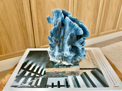 Genuine 100% Natural 6” Tall BLUE RIDGE CORAL Acrylic Mounted Ocean Reef Coastal Beach Décor Nautical Gift Real Ocean Treasure