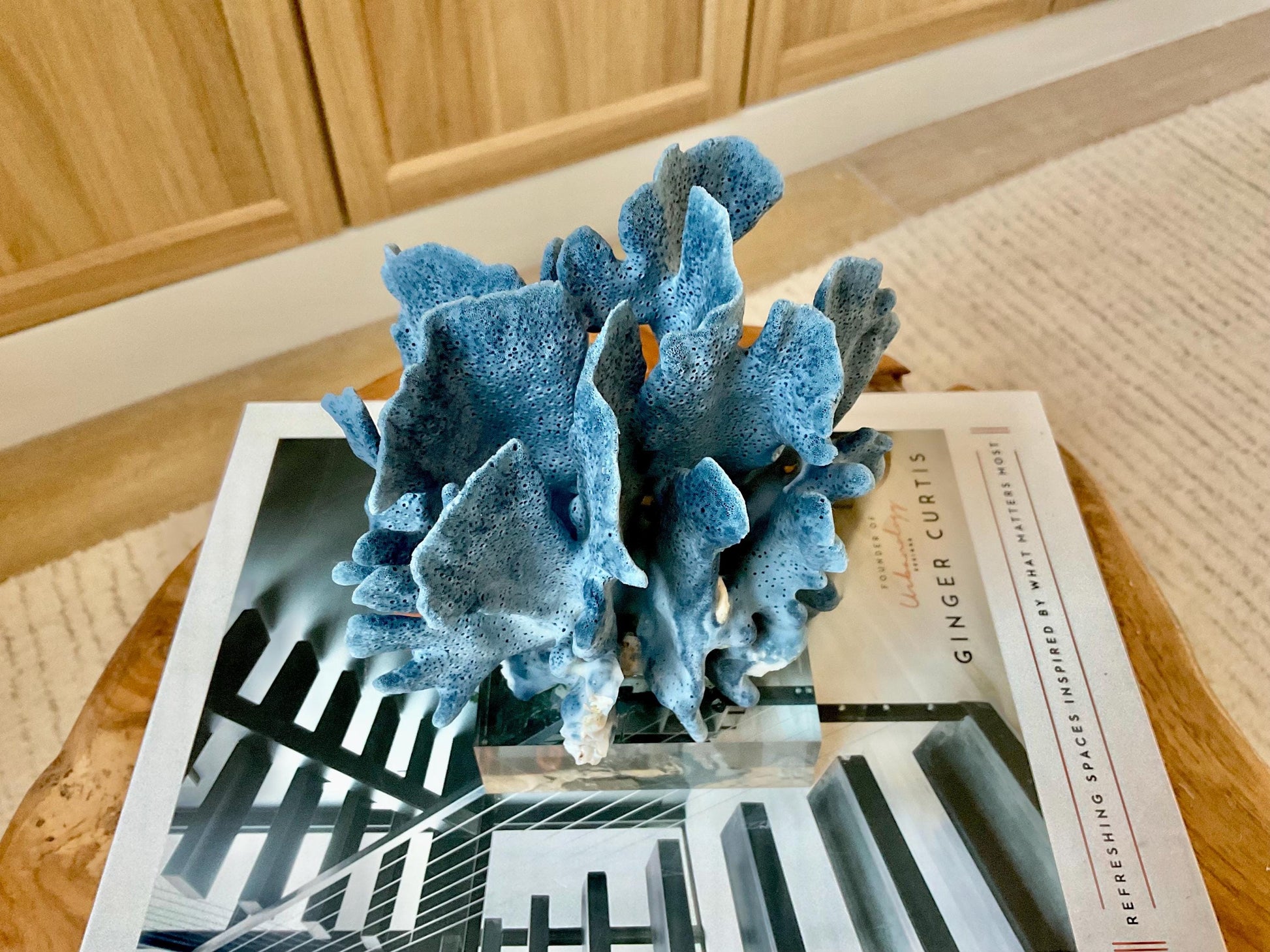 Genuine 100% Natural 6” Tall BLUE RIDGE CORAL Acrylic Mounted Ocean Reef Coastal Beach Décor Nautical Gift Real Ocean Treasure