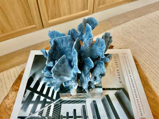 Genuine 100% Natural 6” Tall BLUE RIDGE CORAL Acrylic Mounted Ocean Reef Coastal Beach Décor Nautical Gift Real Ocean Treasure