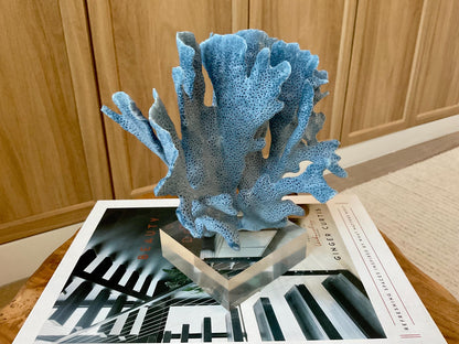 Genuine 100% Natural 7” Tall BLUE RIDGE CORAL Acrylic Mounted Ocean Reef Coastal Beach Décor Nautical Gift Real Ocean Treasure