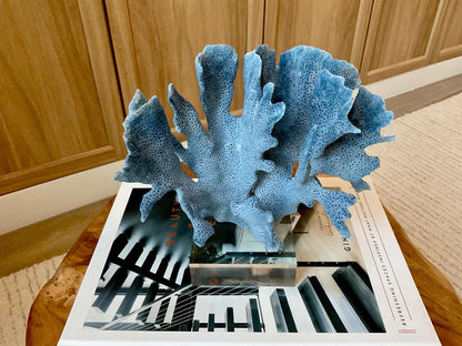 Genuine 100% Natural 7” Tall BLUE RIDGE CORAL Acrylic Mounted Ocean Reef Coastal Beach Décor Nautical Gift Real Ocean Treasure
