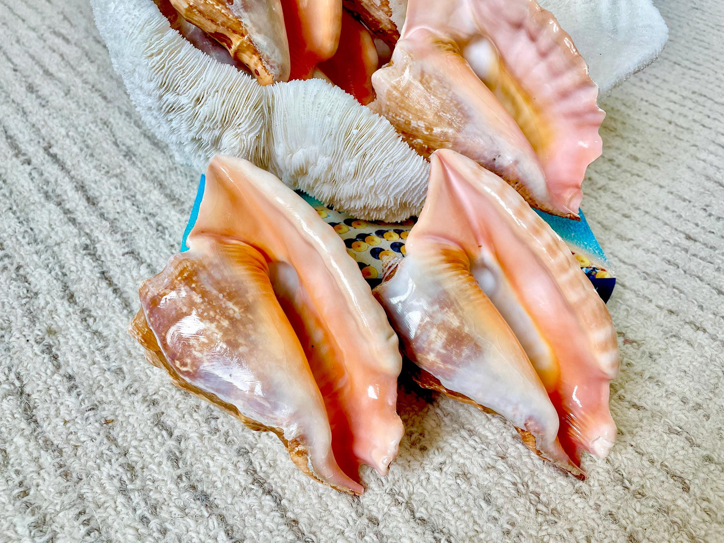 ROOSTER TAIL CONCH Shell 5-6" Natural Orange Peach Smooth Interior Display Seashell Strombus Gallus