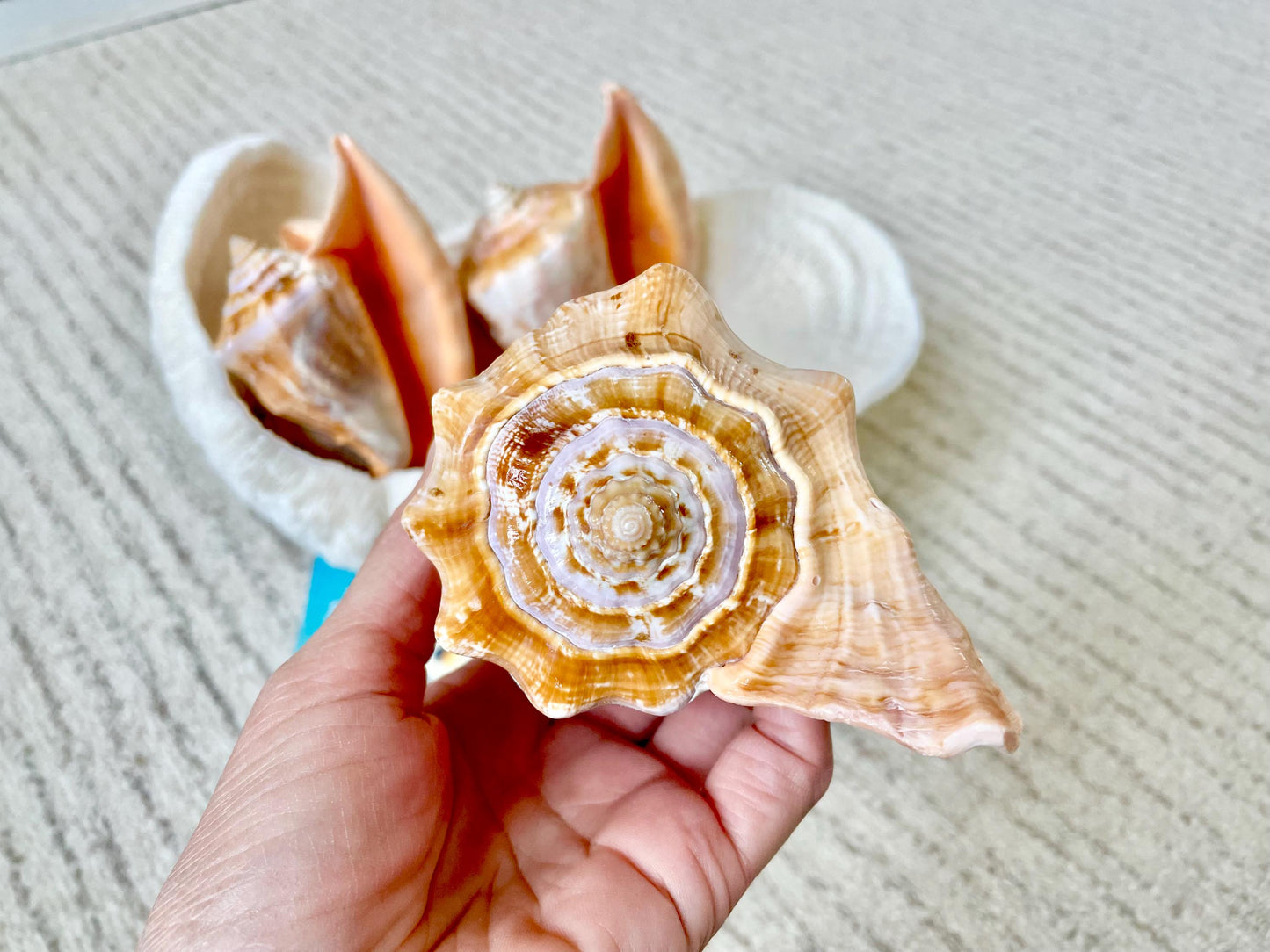 ROOSTER TAIL CONCH Shell 5-6" Natural Orange Peach Smooth Interior Display Seashell Strombus Gallus