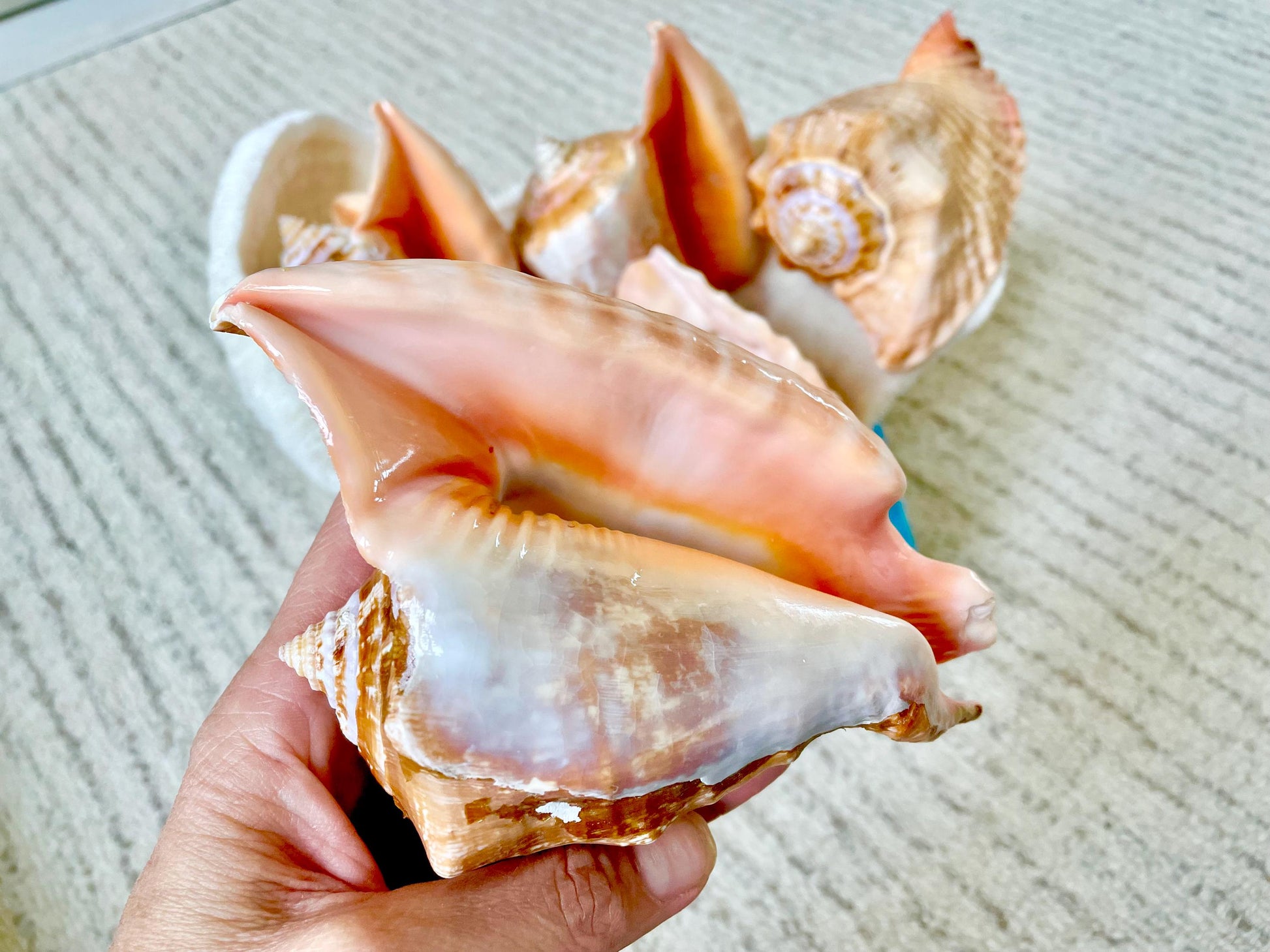 ROOSTER TAIL CONCH Shell 5-6" Natural Orange Peach Smooth Interior Display Seashell Strombus Gallus