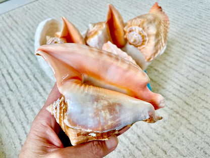 ROOSTER TAIL CONCH Shell 5-6" Natural Orange Peach Smooth Interior Display Seashell Strombus Gallus