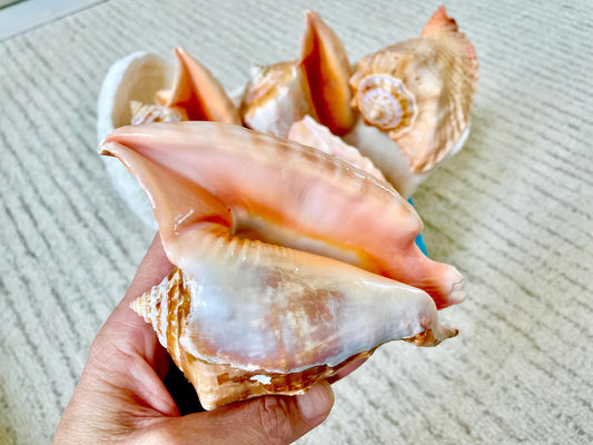 ROOSTER TAIL CONCH Shell 5-6" Natural Orange Peach Display Seashell