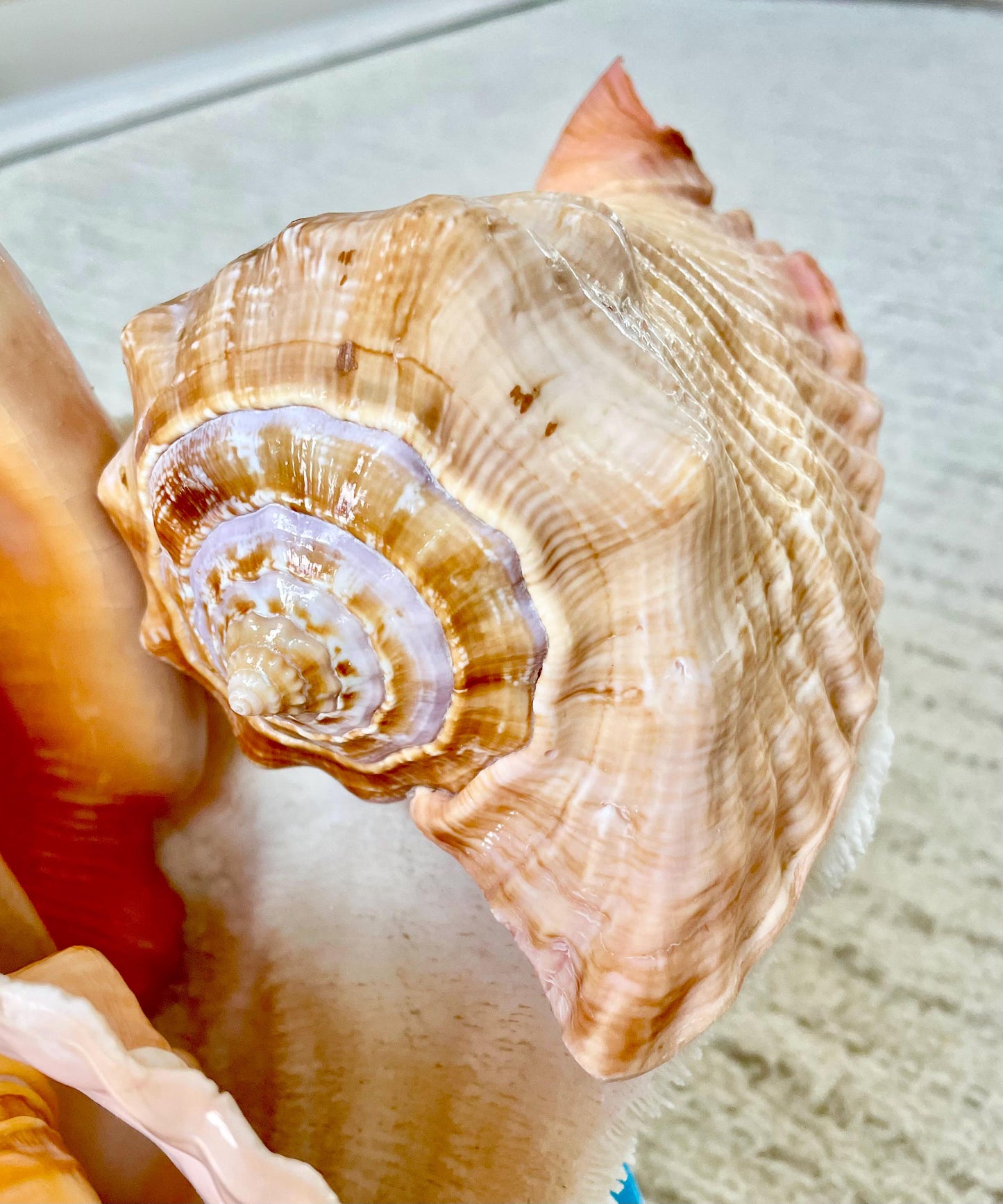 ROOSTER TAIL CONCH Shell 5-6" Natural Orange Peach Smooth Interior Display Seashell Strombus Gallus