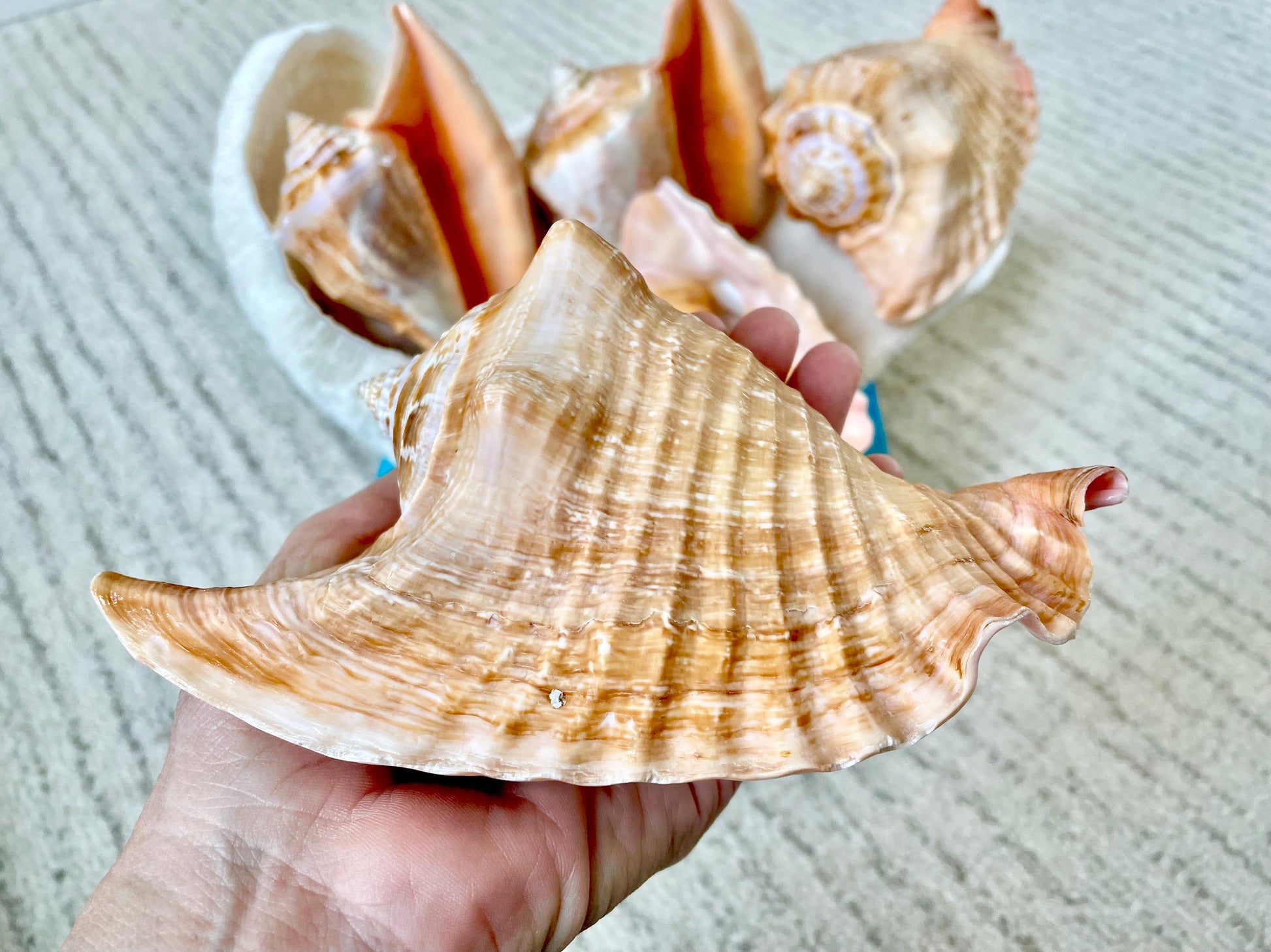 ROOSTER TAIL CONCH Shell 5-6" Natural Orange Peach Smooth Interior Display Seashell Strombus Gallus