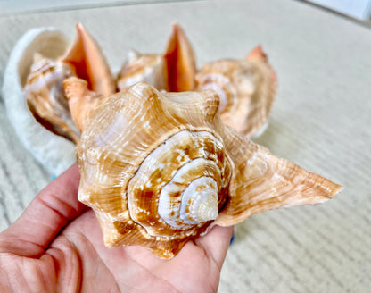 ROOSTER TAIL CONCH Shell 5-6" Natural Orange Peach Smooth Interior Display Seashell Strombus Gallus