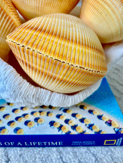 GIANT YELLOW COCKLE Full Paired Shell Heart Egg Shaped Pacific Ocean Display Cardium Seashell Laevicardium elatum