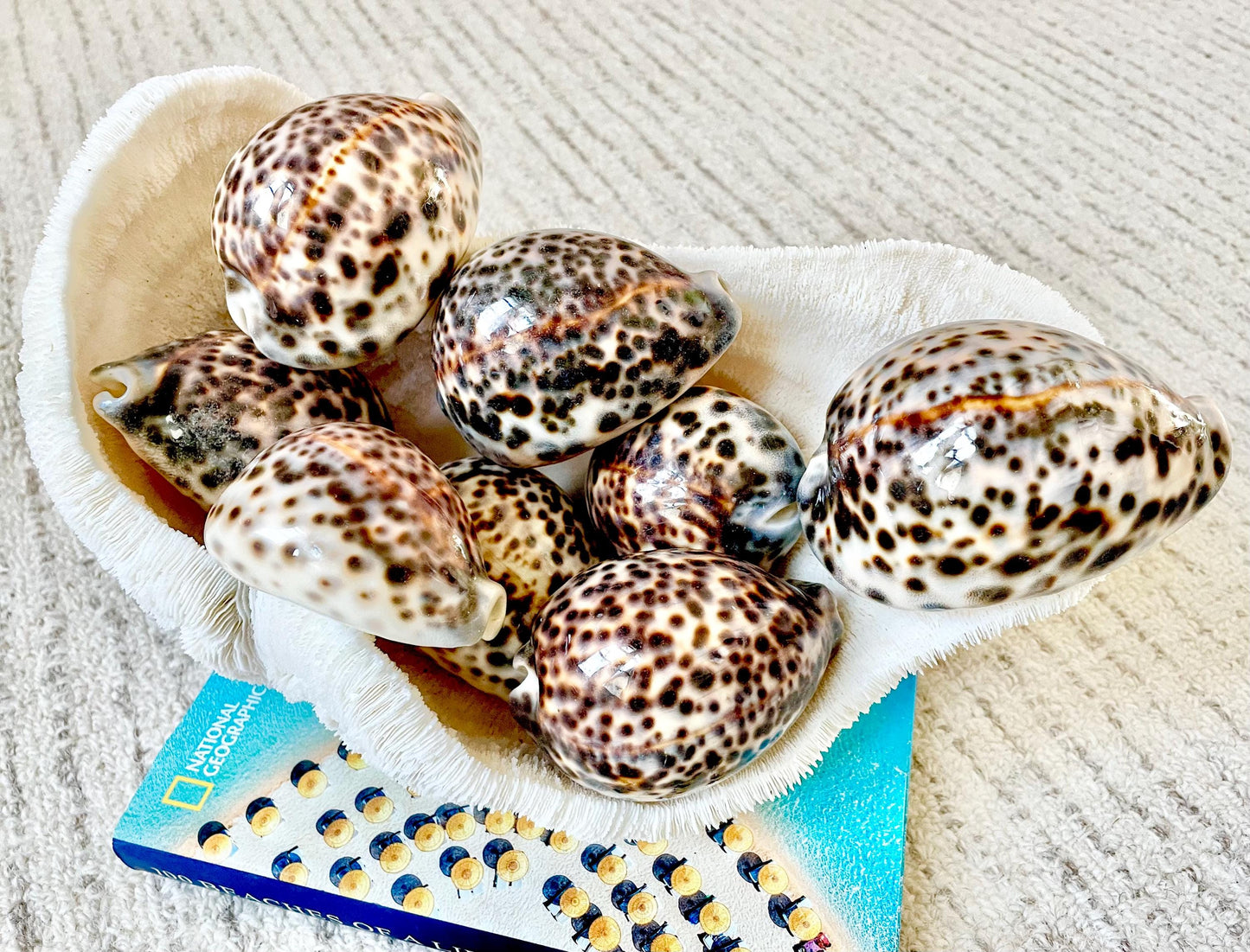 AFRICAN TIGER COWRIE Xl Shell 3-4" Natural Spotted Brown White Blue Cypraea Tigris Display Seashell Cowry