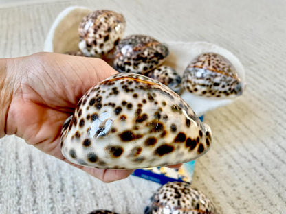 AFRICAN TIGER COWRIE Xl Shell 3-4" Natural Spotted Brown White Blue Cypraea Tigris Display Seashell Cowry