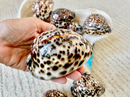 AFRICAN TIGER COWRIE Xl Shell 3-4" Natural Spotted Brown White Blue Cypraea Tigris Display Seashell Cowry