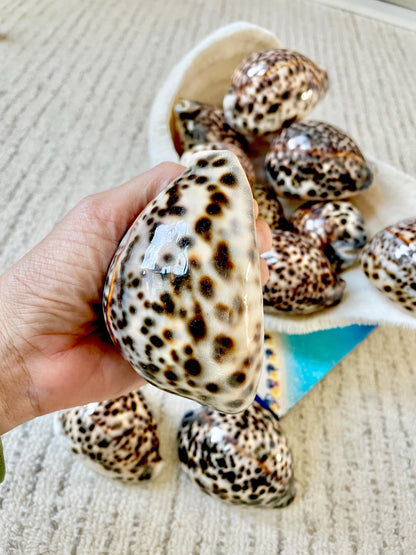AFRICAN TIGER COWRIE Xl Shell 3-4" Natural Spotted Brown White Blue Cypraea Tigris Display Seashell Cowry