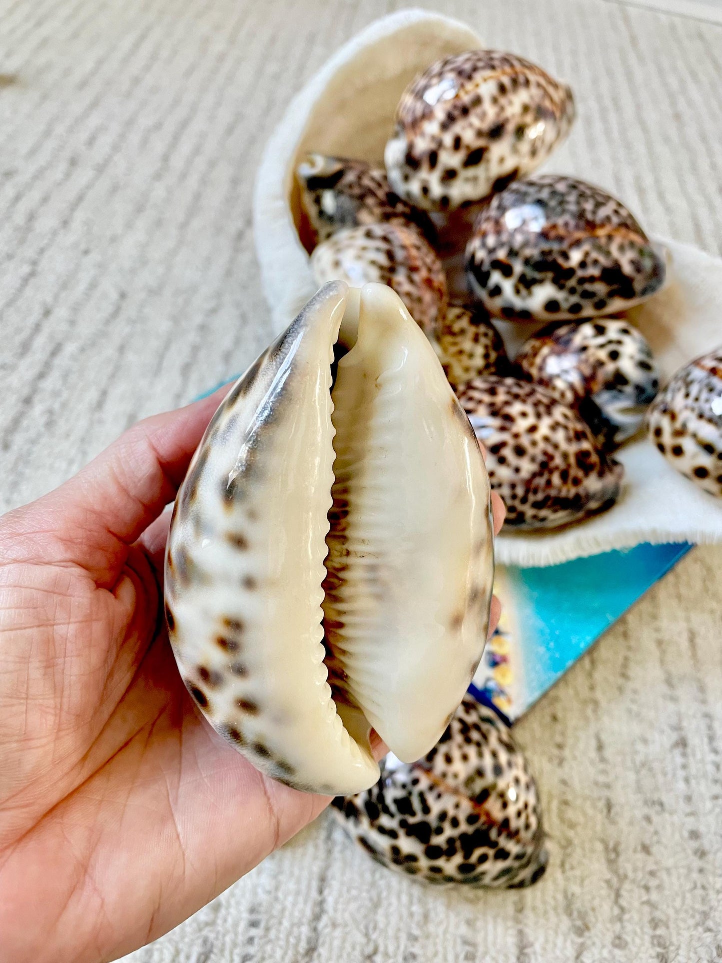 AFRICAN TIGER COWRIE Xl Shell 3-4" Natural Spotted Brown White Blue Cypraea Tigris Display Seashell Cowry
